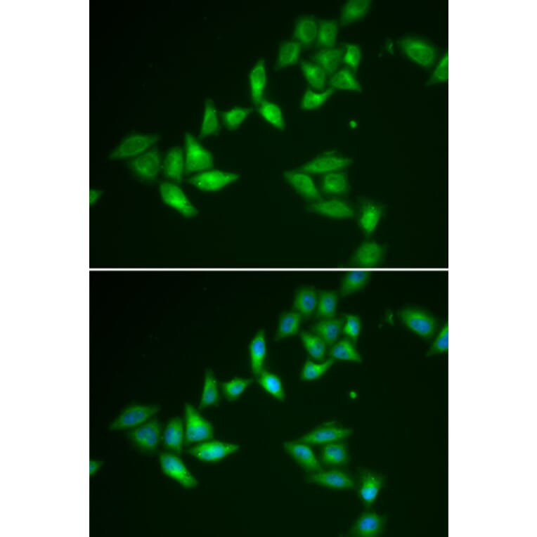 Immunofluorescence - TXNL1 antibody from Signalway Antibody (38824) - Antibodies.com
