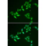 Immunofluorescence - TXNL1 antibody from Signalway Antibody (38824) - Antibodies.com
