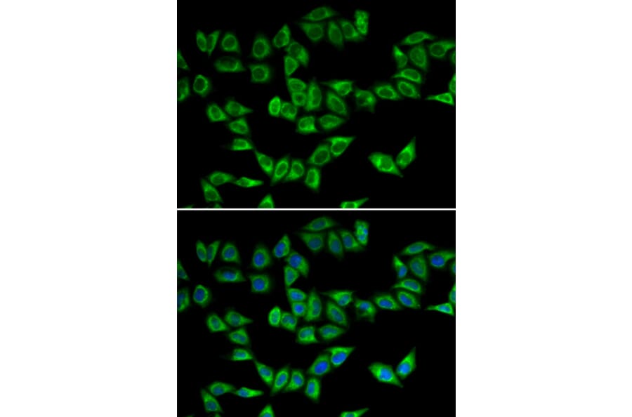 Immunofluorescence - PRDX5 antibody from Signalway Antibody (38828) - Antibodies.com