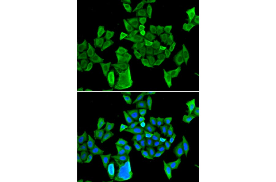 Immunofluorescence - CCAR1 antibody from Signalway Antibody (38833) - Antibodies.com