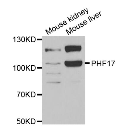 Western blot - JADE1 antibody from Signalway Antibody (38836) - Antibodies.com