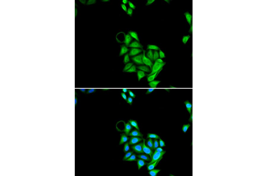 Immunofluorescence - JADE1 antibody from Signalway Antibody (38836) - Antibodies.com