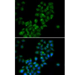 Immunofluorescence - CANT1 antibody from Signalway Antibody (38838) - Antibodies.com