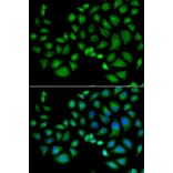 Immunofluorescence - CLIC1 antibody from Signalway Antibody (38848) - Antibodies.com