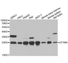 Western blot - DTYMK antibody from Signalway Antibody (38855) - Antibodies.com