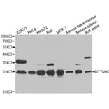 Western blot - DTYMK antibody from Signalway Antibody (38855) - Antibodies.com