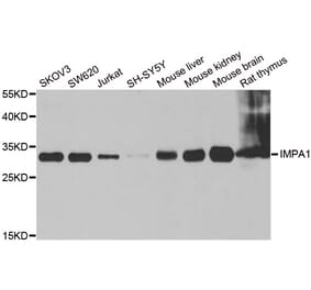Western blot - IMPA1 antibody from Signalway Antibody (38864) - Antibodies.com