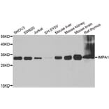 Western blot - IMPA1 antibody from Signalway Antibody (38864) - Antibodies.com
