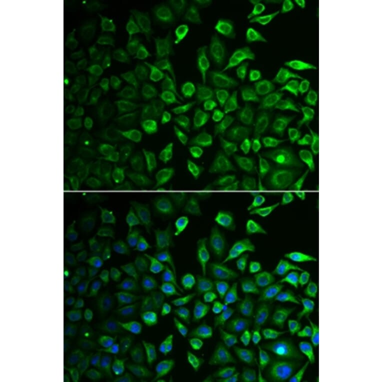 Immunofluorescence - IMPA1 antibody from Signalway Antibody (38864) - Antibodies.com