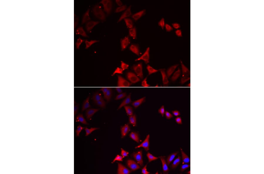 Immunofluorescence - PCBD1 antibody from Signalway Antibody (38872) - Antibodies.com