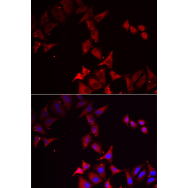 Immunofluorescence - PCBD1 antibody from Signalway Antibody (38872) - Antibodies.com
