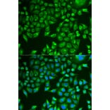 Immunofluorescence - PNLIP antibody from Signalway Antibody (38876) - Antibodies.com