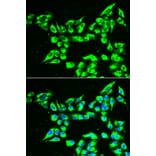 Immunofluorescence - KLK10 antibody from Signalway Antibody (38878) - Antibodies.com