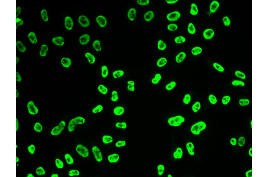Immunofluorescence - SNRPA antibody from Signalway Antibody (38889) - Antibodies.com