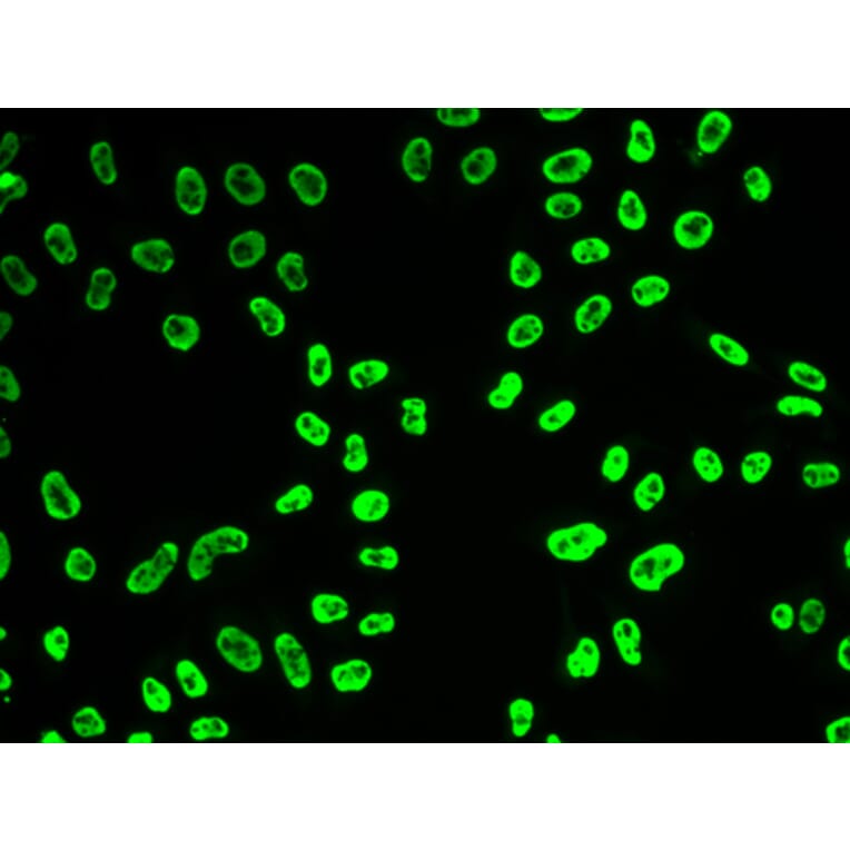 Immunofluorescence - SNRPA antibody from Signalway Antibody (38889) - Antibodies.com