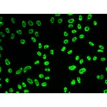 Immunofluorescence - SNRPA antibody from Signalway Antibody (38889) - Antibodies.com