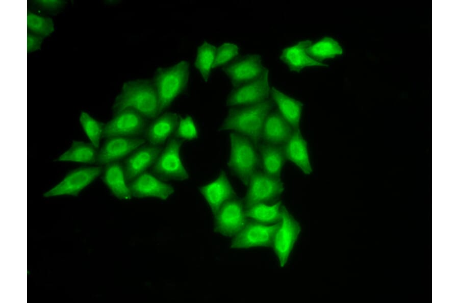 Immunofluorescence - SSRP1 antibody from Signalway Antibody (38892) - Antibodies.com