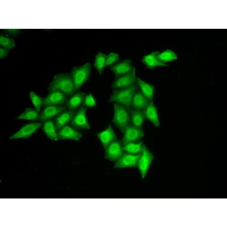 Immunofluorescence - SSRP1 antibody from Signalway Antibody (38892) - Antibodies.com