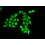 Immunofluorescence - SSRP1 antibody from Signalway Antibody (38892) - Antibodies.com