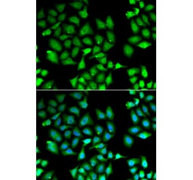 Immunofluorescence - KLF10 antibody from Signalway Antibody (38894) - Antibodies.com