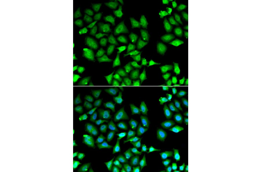 Immunofluorescence - KLF10 antibody from Signalway Antibody (38894) - Antibodies.com