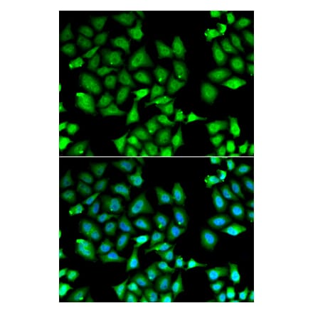 Immunofluorescence - KLF10 antibody from Signalway Antibody (38894) - Antibodies.com