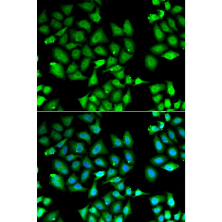 Immunofluorescence - KLF10 antibody from Signalway Antibody (38894) - Antibodies.com