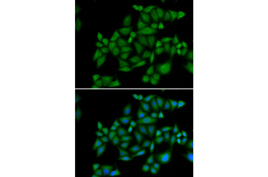 Immunofluorescence - BLZF1 antibody from Signalway Antibody (38908) - Antibodies.com