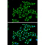 Immunofluorescence - BLZF1 antibody from Signalway Antibody (38908) - Antibodies.com
