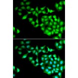 Immunofluorescence - RNGTT antibody from Signalway Antibody (38909) - Antibodies.com