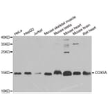 Western blot - COX5A antibody from Signalway Antibody (38915) - Antibodies.com