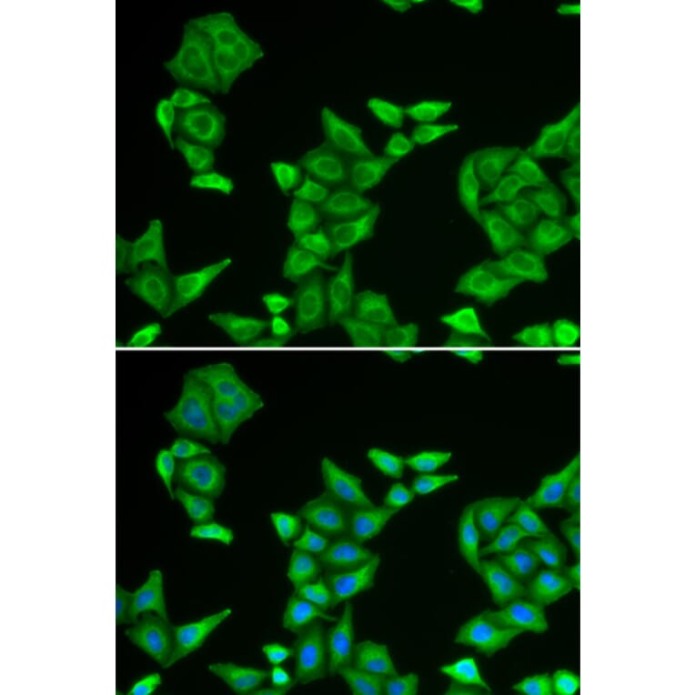 Immunofluorescence - COX5A antibody from Signalway Antibody (38915) - Antibodies.com