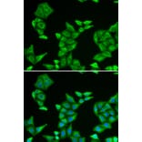 Immunofluorescence - COX5A antibody from Signalway Antibody (38915) - Antibodies.com