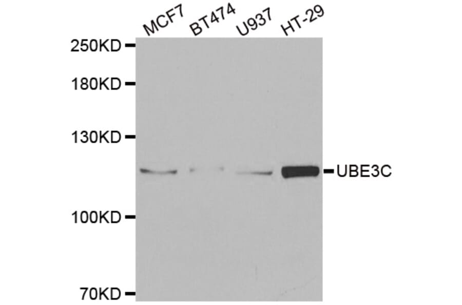 Western blot - UBE3C antibody from Signalway Antibody (38920) - Antibodies.com