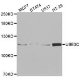 Western blot - UBE3C antibody from Signalway Antibody (38920) - Antibodies.com