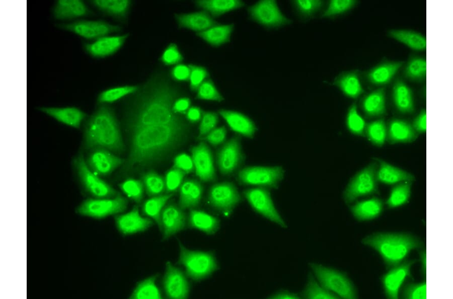 Immunofluorescence - RNF40 antibody from Signalway Antibody (38921) - Antibodies.com