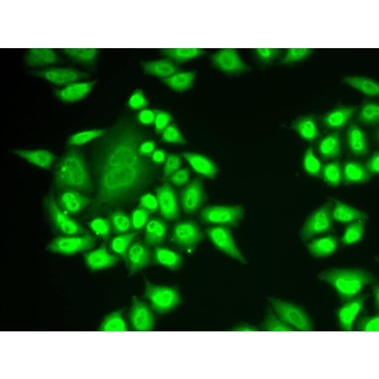 Immunofluorescence - RNF40 antibody from Signalway Antibody (38921) - Antibodies.com