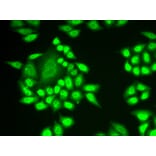 Immunofluorescence - RNF40 antibody from Signalway Antibody (38921) - Antibodies.com