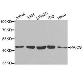 Western blot - PAICS antibody from Signalway Antibody (38928) - Antibodies.com