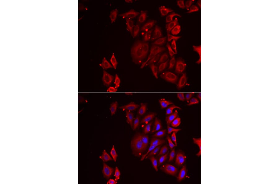 Immunofluorescence - PAICS antibody from Signalway Antibody (38928) - Antibodies.com