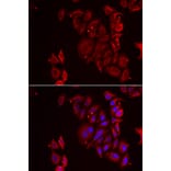 Immunofluorescence - PAICS antibody from Signalway Antibody (38928) - Antibodies.com