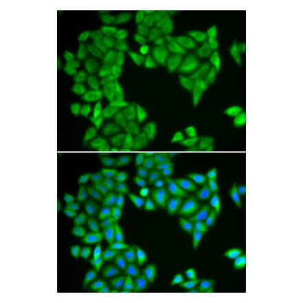 Immunofluorescence - SPAG5 antibody from Signalway Antibody (38929) - Antibodies.com