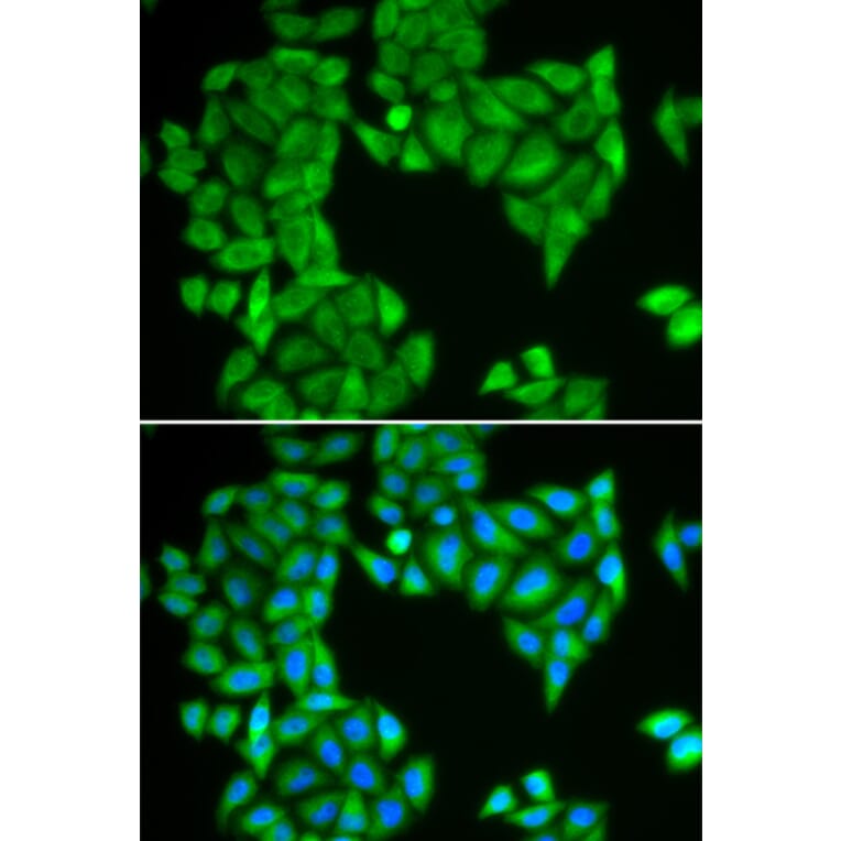 Immunofluorescence - SPAG5 antibody from Signalway Antibody (38929) - Antibodies.com