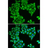 Immunofluorescence - SPAG5 antibody from Signalway Antibody (38929) - Antibodies.com