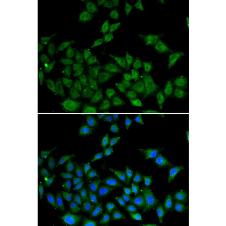 Immunofluorescence - DIDO1 antibody from Signalway Antibody (38930) - Antibodies.com