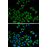 Immunofluorescence - DIDO1 antibody from Signalway Antibody (38930) - Antibodies.com