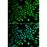 Immunofluorescence - DDAH2 antibody from Signalway Antibody (38934) - Antibodies.com