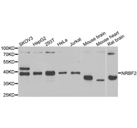 Western blot - NRBF2 antibody from Signalway Antibody (38939) - Antibodies.com