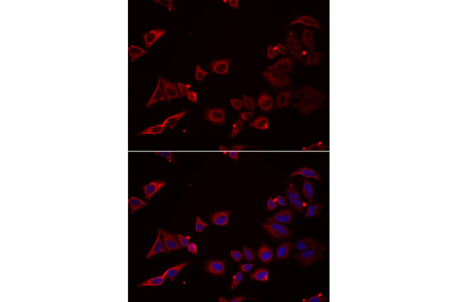 Immunofluorescence - NRBF2 antibody from Signalway Antibody (38939) - Antibodies.com
