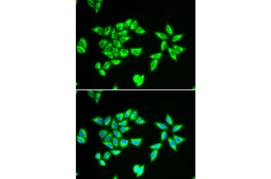 Immunofluorescence - PTRH2 antibody from Signalway Antibody (38942) - Antibodies.com
